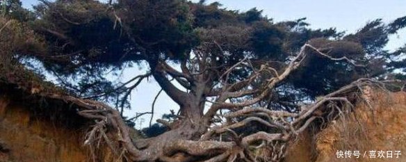 世界上最神奇的树，悬空在两座山间，没有土却已经活了300多年