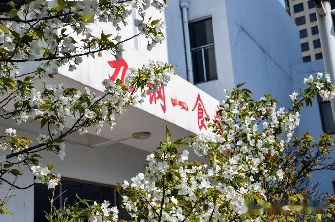  [樱花]美！湖口这里居然有十里樱花，你知道在哪吗？