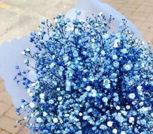  「土壤」如果只能让你选一种，你会想种什么花？第一种花最好