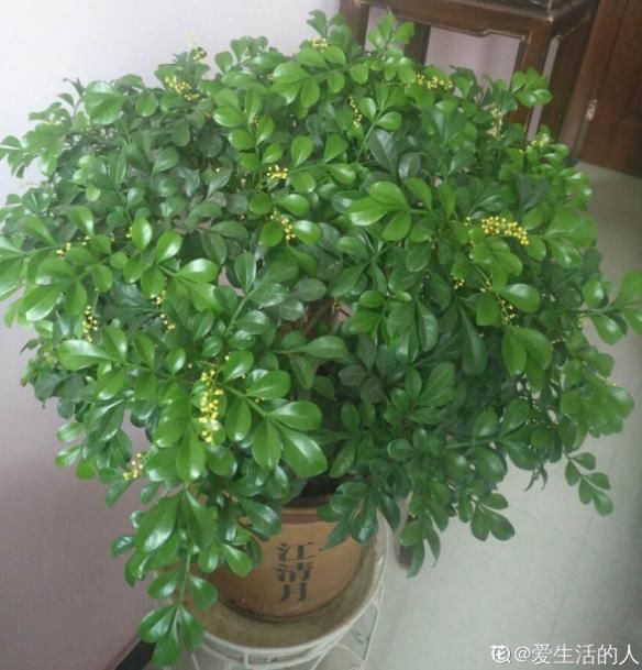  【家里】家里养盆米兰花，枝上挂满黄米粒，满屋飘着淡淡的幽香！