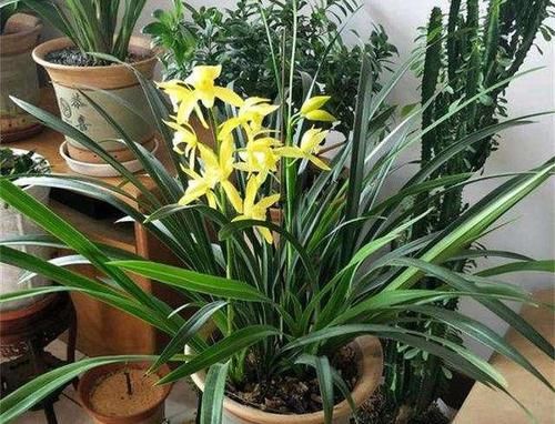  「情况下」兰花病歪歪的不开花？3点做不足，养成“吊兰”，难开花