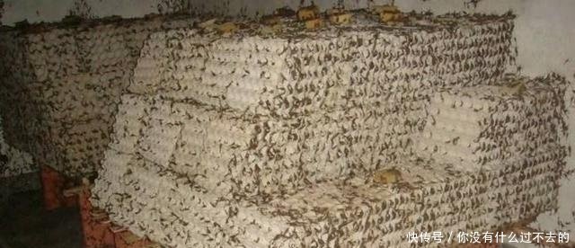 农村大叔4平米土圪梁上搞特殊养殖，年入50万！