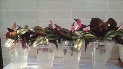  [花草]用废弃的篮子、饼干盒、空油壶，种花特别赞，一阳台都是花草！