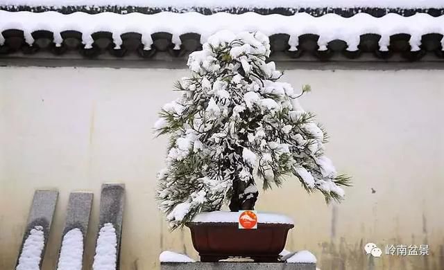 一组盆景作品欣赏，雪中赏盆景，别具一番风韵！