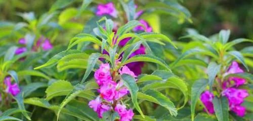 『凤仙花』凤仙花养的不开花？养护避开2个“坑”，轻轻松松开爆盆！