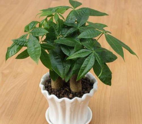 养花■养花小窍门:3种植物用小花盆“挤着养”,长得旺,开花多