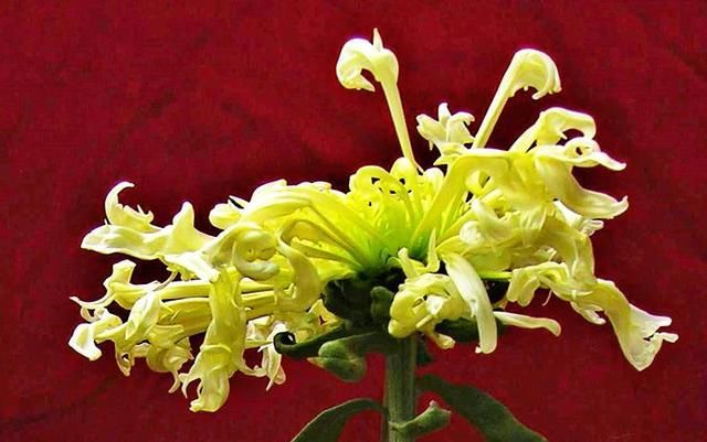  『代表着』喜欢菊花，就养盆“珍稀名菊”白鹿角，似鹿角昂扬，熏染多姿