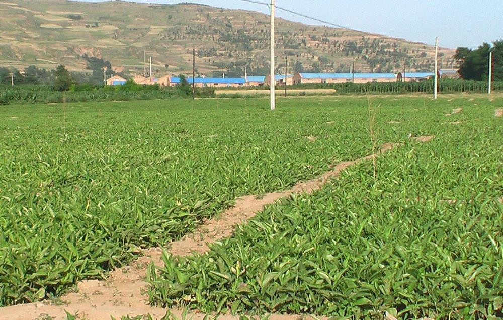  药农@曾经满山都是没人要，如今炒到百元一斤，农民：只有买种苗