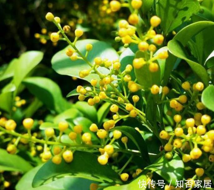  『适合』“4种花”最适合养阳台，被称开花小能手，开花不断，变花海！