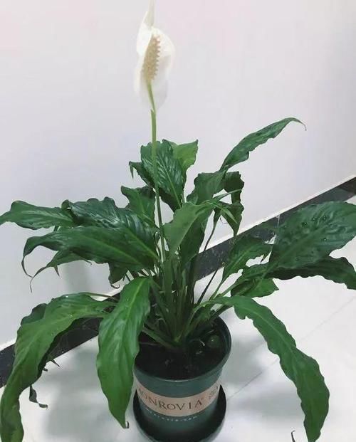  【土壤】白鹤芋黄叶子？学会“3看3多”，解决白掌黄叶子，叶子长的绿油油