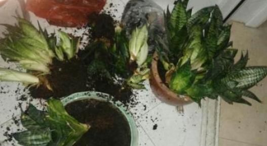  土壤进行：这“3种”植物，1年就要“换1次”土，不然土壤都会被“吃光”！