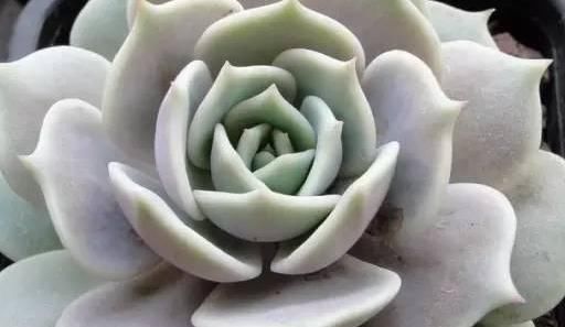  『静夜』这20种美丽的多肉，竟都是静夜的后代！静夜还真是个多情种呢！