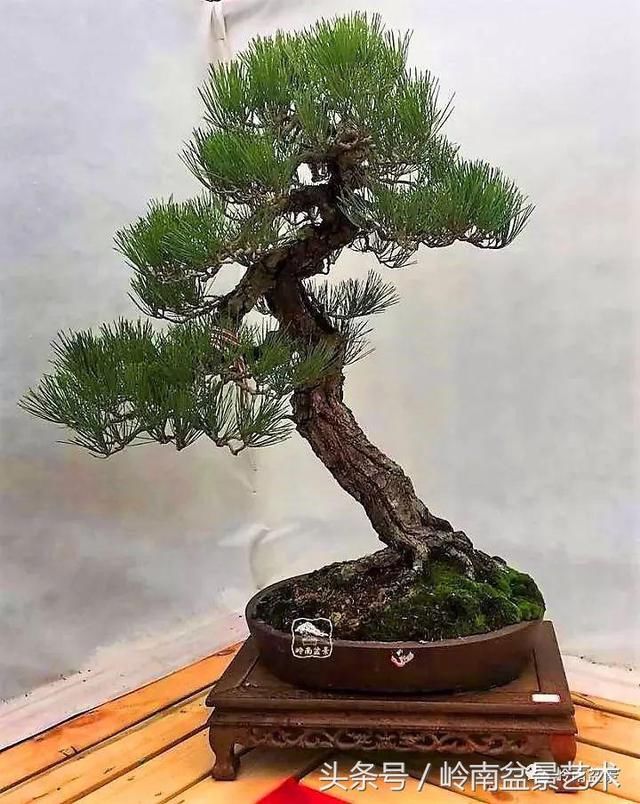 松树盆景，怎样才能算上品？