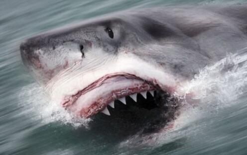 图中这头鲨鱼在距弗罗里达海滩四分之一英里处被捕获,重562公斤,长4米