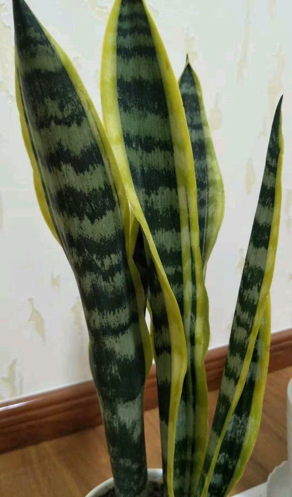  【斑纹】虎皮兰养“开花”，3个月长成1米高，叶子斑纹漂亮，年年爆小崽