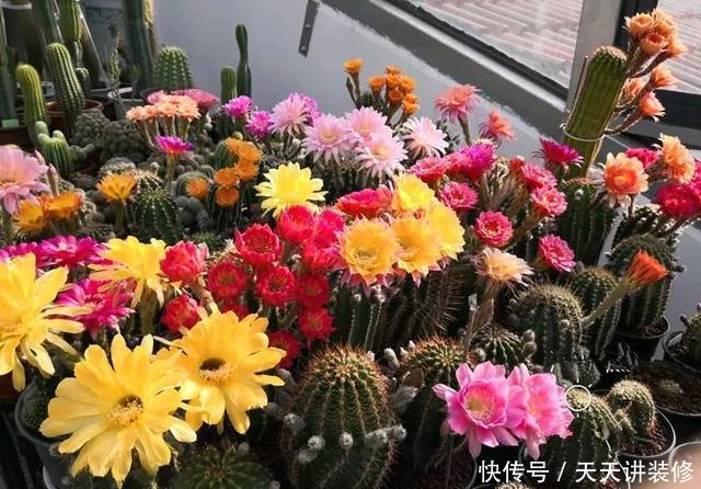  [图片作者]15种超级好养的花，不死鸟居然不是第一，“养花杀手”们试一试吧