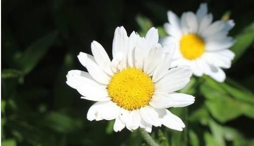  「三色魔杖」3月下旬养这些花，花美花期长，一年开花200多天，开花一簇接一簇