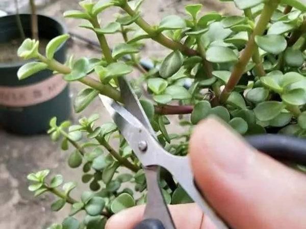  别人■别人家的金枝玉叶都开花了，而你的却只有叶子？这4个方法别忽略