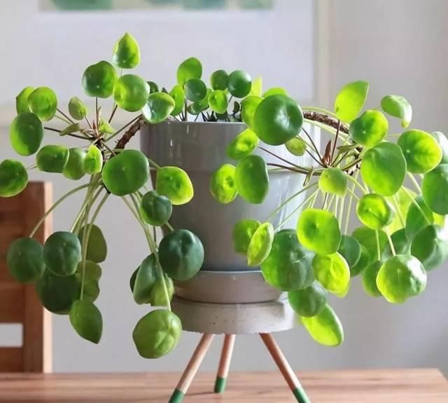 『比花』这几种受欢迎的耐阴花,一养就上瘾,叶子比花美!