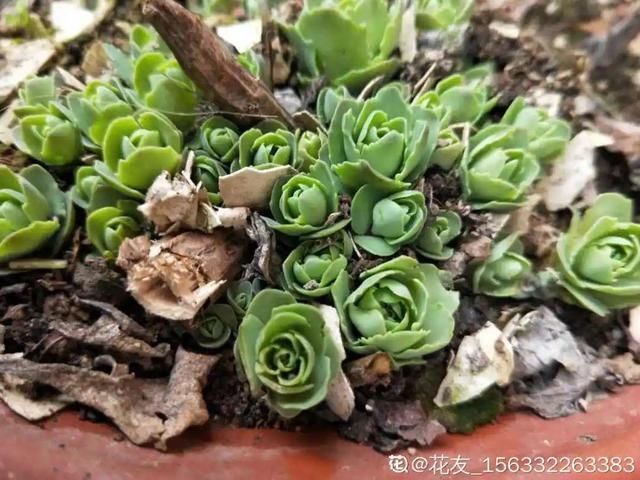 慎养■这花要慎养,每年砍掉3麻袋,照样蹭蹭长