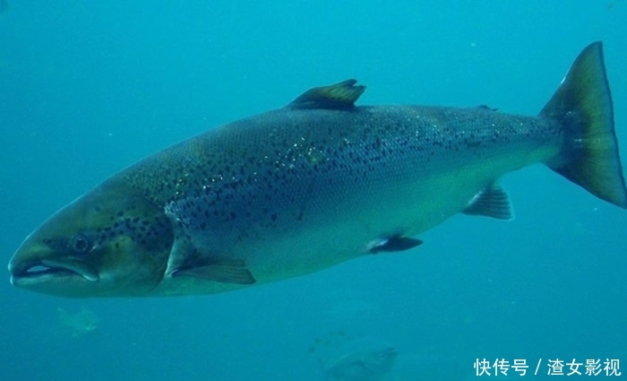 世界上跳的最高的鱼:大西洋鲑,洄游时跳上3.7米的瀑布