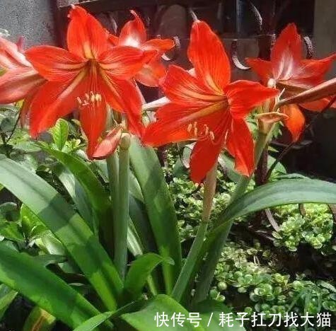  「能力」上班族养花就盆栽红花莲，观赏价值高、养护简单，繁殖能力强