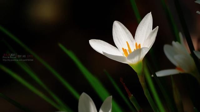  #常漂亮#这是我见过最漂亮的十种种球花，花期长、花色艳，真漂亮
