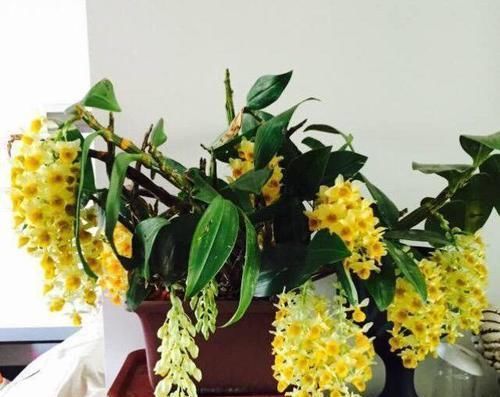 「专属」父亲专属特有之花,石斛花,父亲节送父亲的专属花