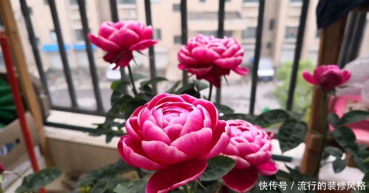  玫瑰@喜欢玫瑰，不如养盆“珍稀菊花”国华大社，大气好看，淡雅美丽！