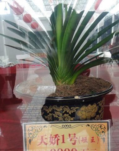 「花钱买」这种“天价”植物,不用花钱买,仅用“一片叶”,能养出好几盆!