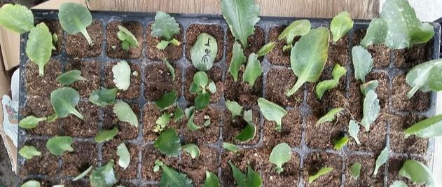  家里■这6种花,碰掉的叶片都能长出一盆,实在太好养,家里必须放一盆