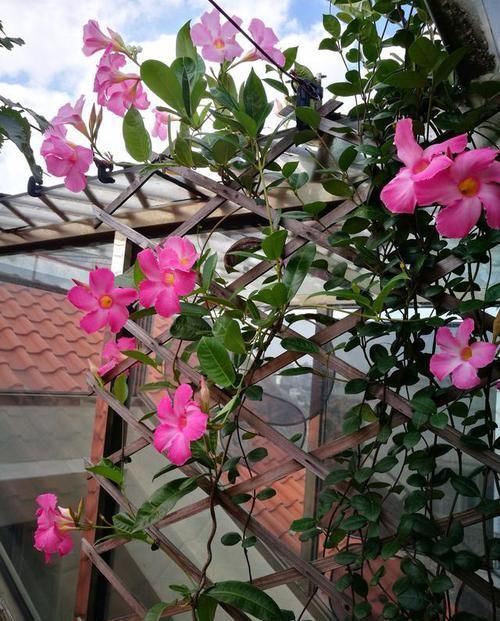  「值得」此款藤本花卉，不输铁线莲，四季都开花，室内也能种，你值得拥有