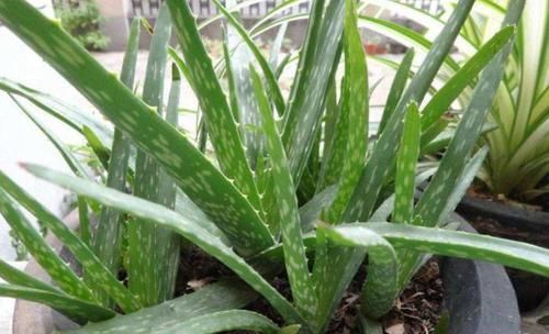  『经验』家庭种植芦荟的关键，在于这3点养护技巧，学会了疯长还少生病