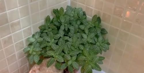  『卫生间里面』卫生间里养这些植物好活，潮湿高温也不容易出问题，看着清新自然