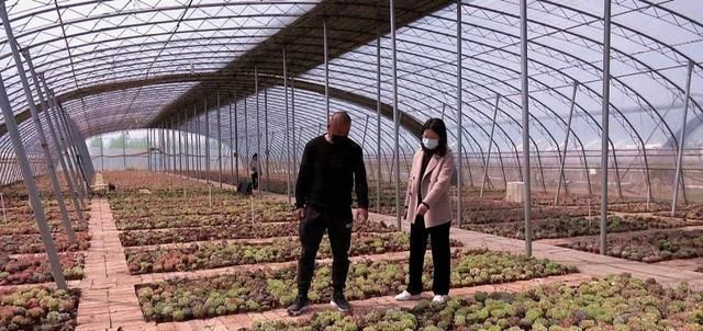  「年收入」丰县一小伙种植多浆植物，年收入达三十万！
