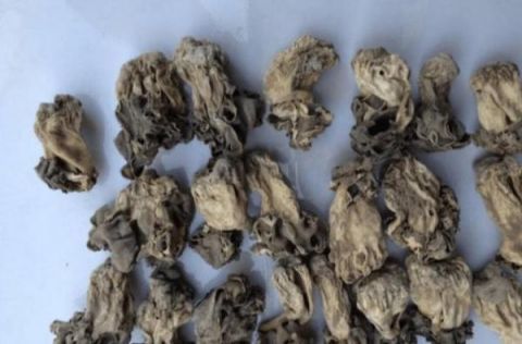 新疆特产年产仅10吨 常有人花“天价”求购却无人卖