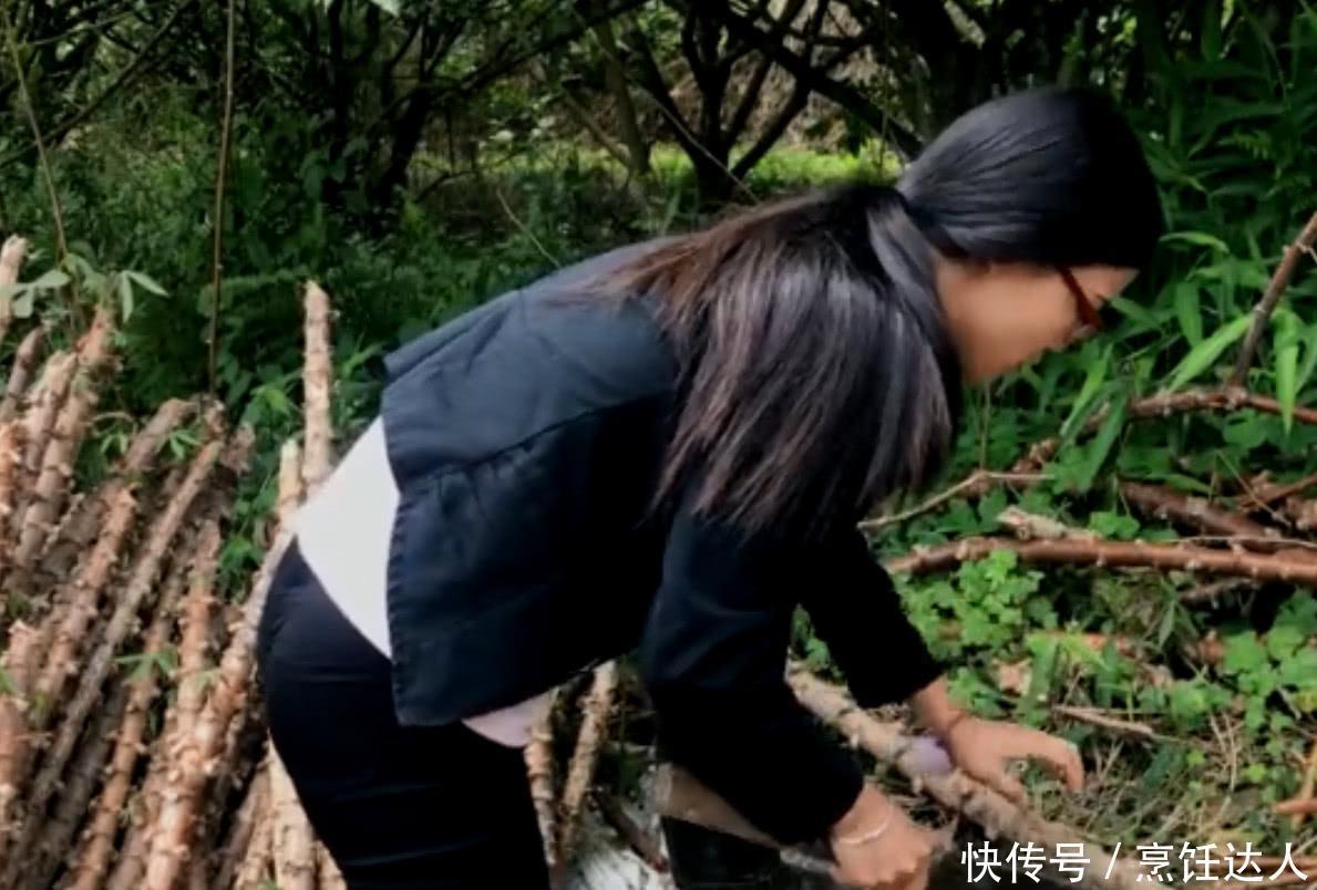  侵权请告知删除|农村妹子种植南方特产“木薯”，一亩产量几千斤