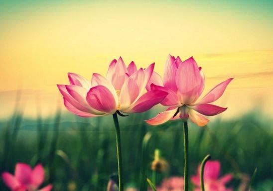  [日子]2020年这四个生肖，好运不熄火，财到福气旺，日子没烦恼！