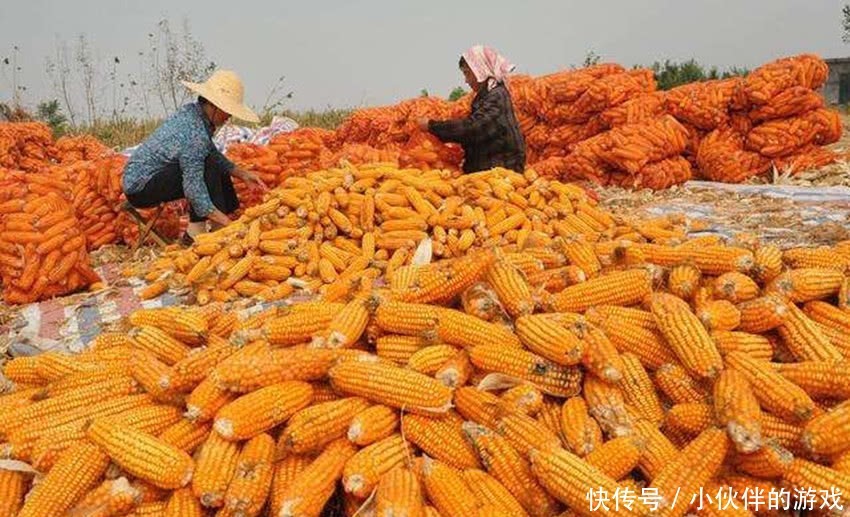  「玉米」多地玉米价回落一元范围，农民担心的发生了，建议别惜