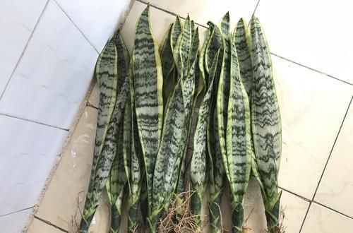  #虎皮#虎皮兰叶片扦插不生根？勤快惹的祸，掌握扦插时机虎皮兰快速生根