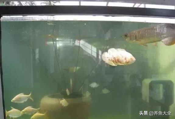  「漂亮」这么漂亮的龙池，竟然用3个垃圾桶做过滤？