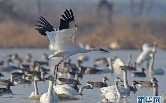  「竟是」江西的省鸟、省花、省树是什么？原来竟是它们……