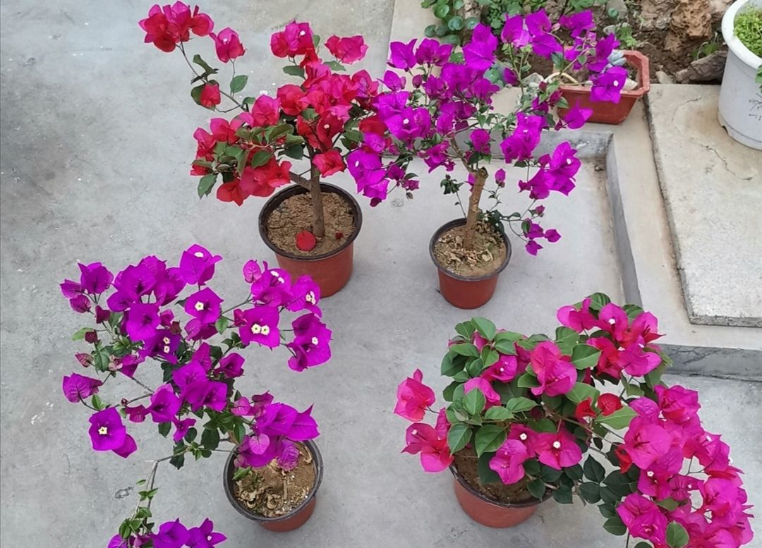  「生长旺盛」这“5种”花,再喜欢也要“狠狠晒”,越晒越开花,香味越浓郁!