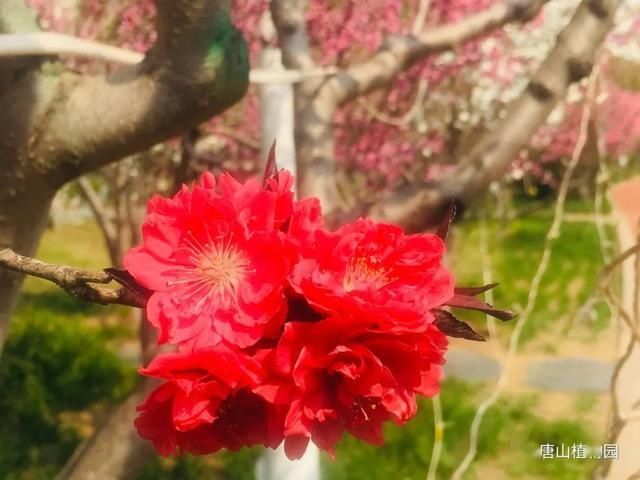  『植物园』走进植物园小编带你识桃花