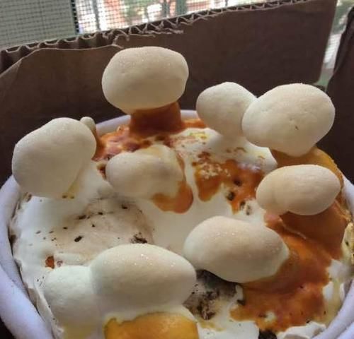  「灵芝」阳台上养灵芝，20块钱买的“灵芝菌”，本来想着玩玩，真长出来了