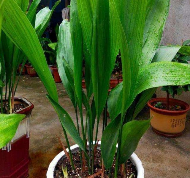 叶兰|1种大叶子植物,既美观又大方,还非常好养