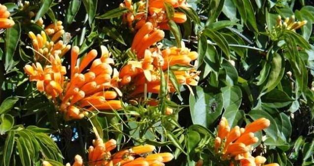  [拥有]想拥有属于自己的小花园，可不能少了这几种植物，漂亮还好养