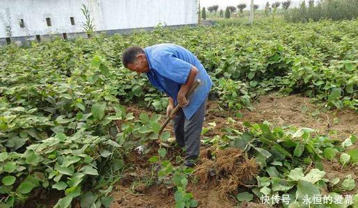  「我国」我国最新兴的果树，比蜂 蜜甜25倍，插土里就活，来年扁