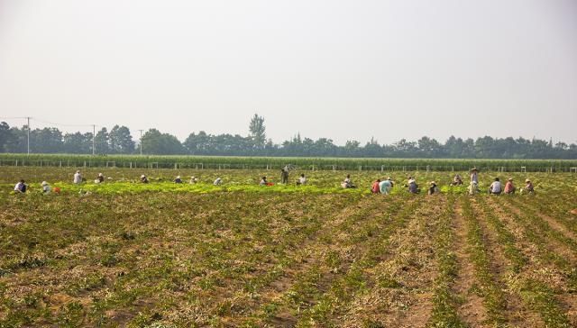  「大妈」农村大妈包地种百亩花生，每斤只卖1块5，这样种地能挣