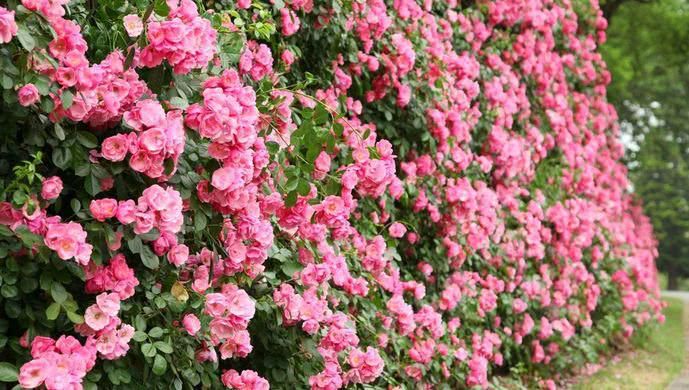  「架上」1500米水泥墙忽然变成“少女粉”，这种花已经爬到了高架上